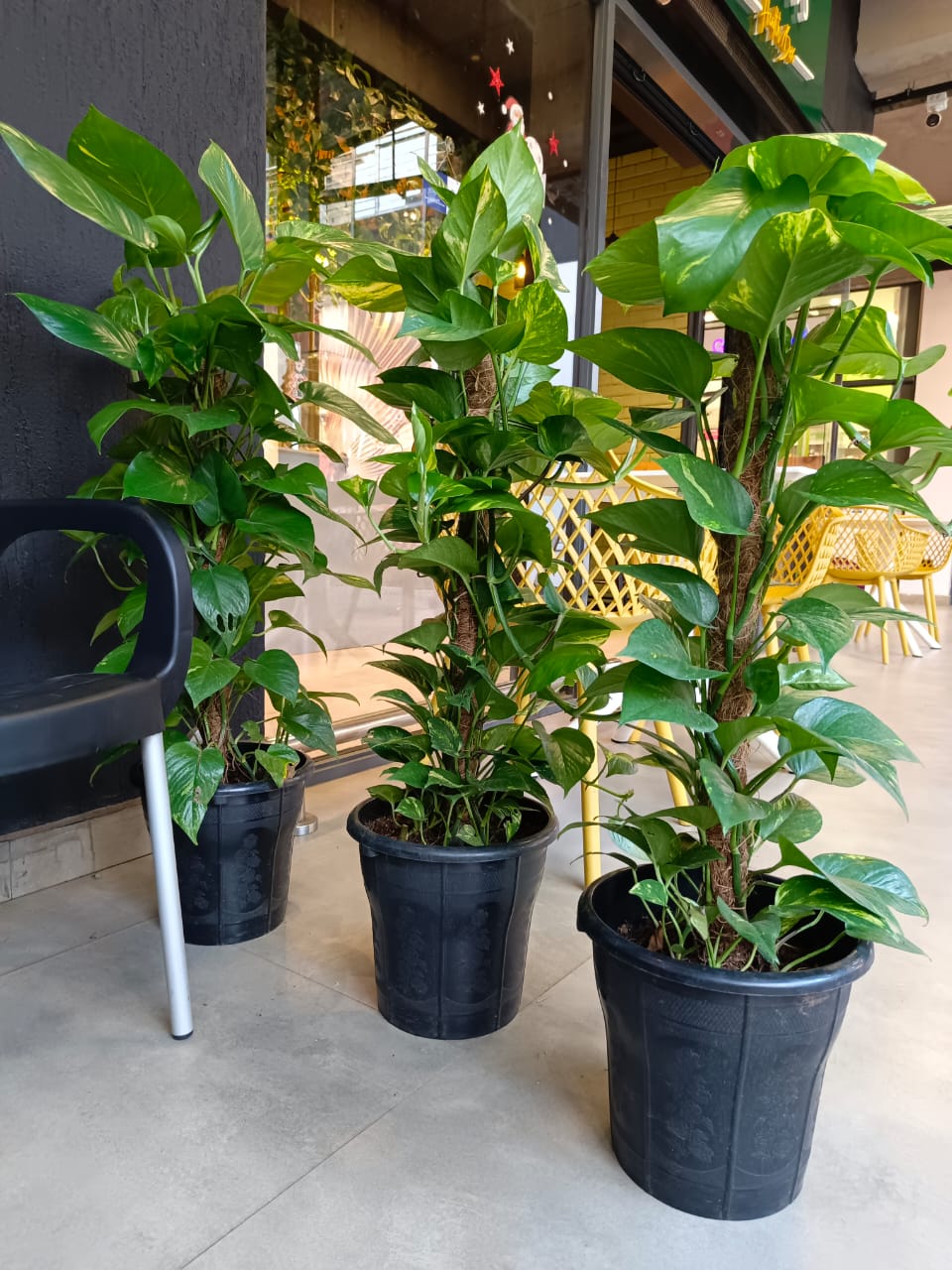 Money Plant